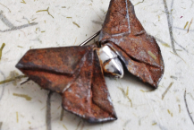 November - "Tranquillo"